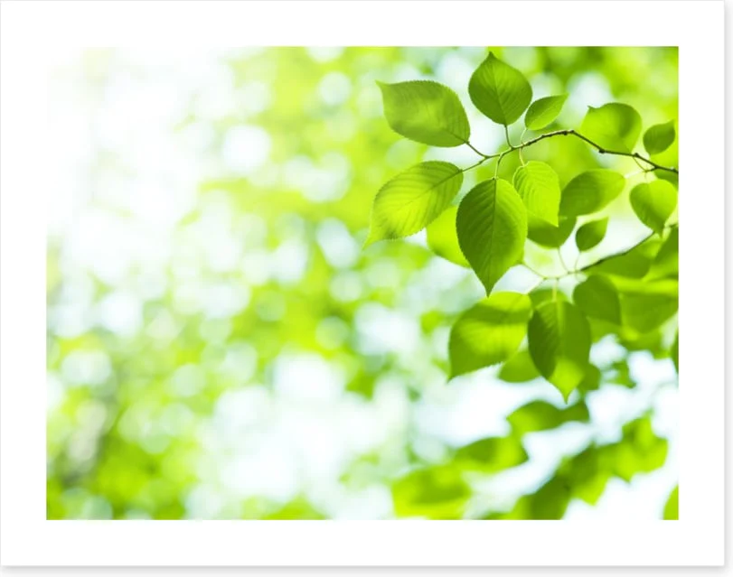 Viridian sunlight - Image 2