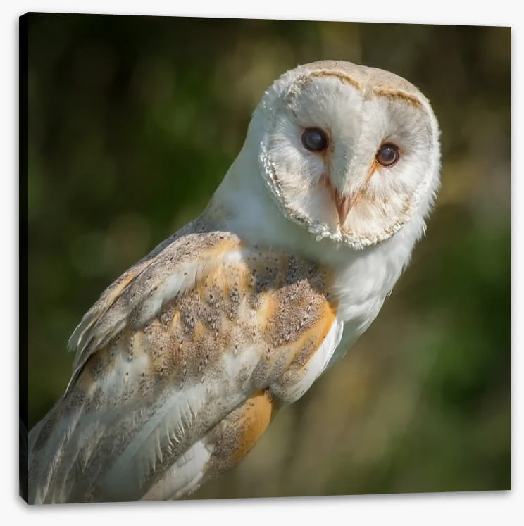 Watchful barn owl - Image 2