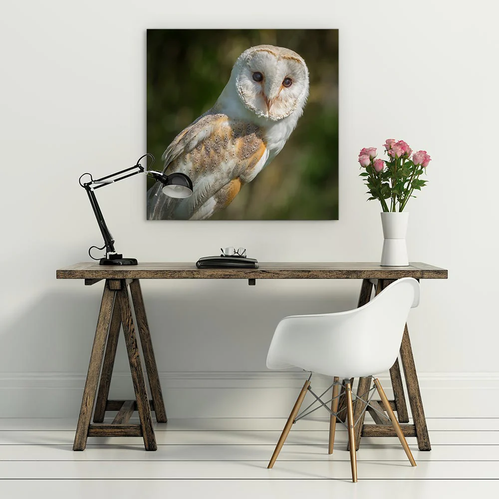 Watchful barn owl - Image 3