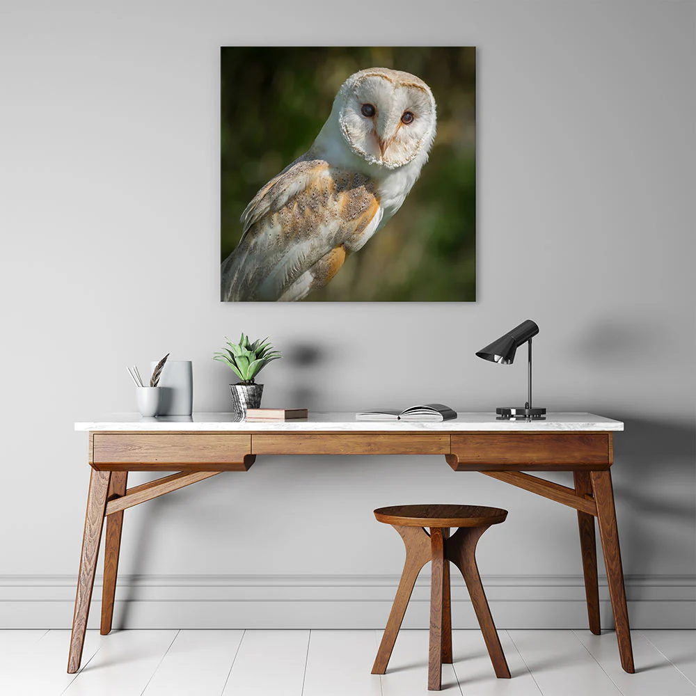Watchful barn owl - Image 4