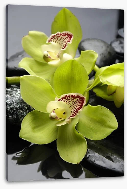 Wellness - Image 2