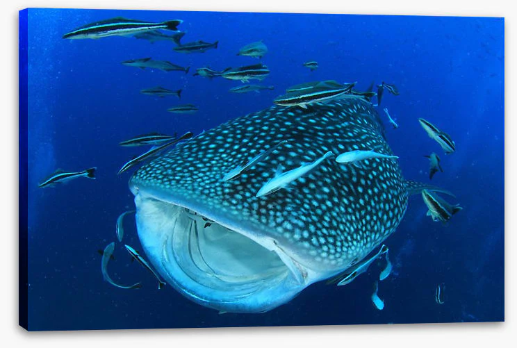 Whale of a shark - Image 2