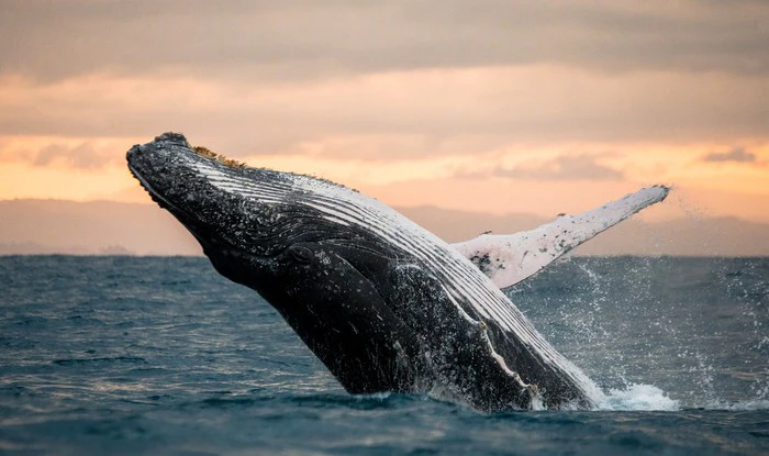 Whale out of water