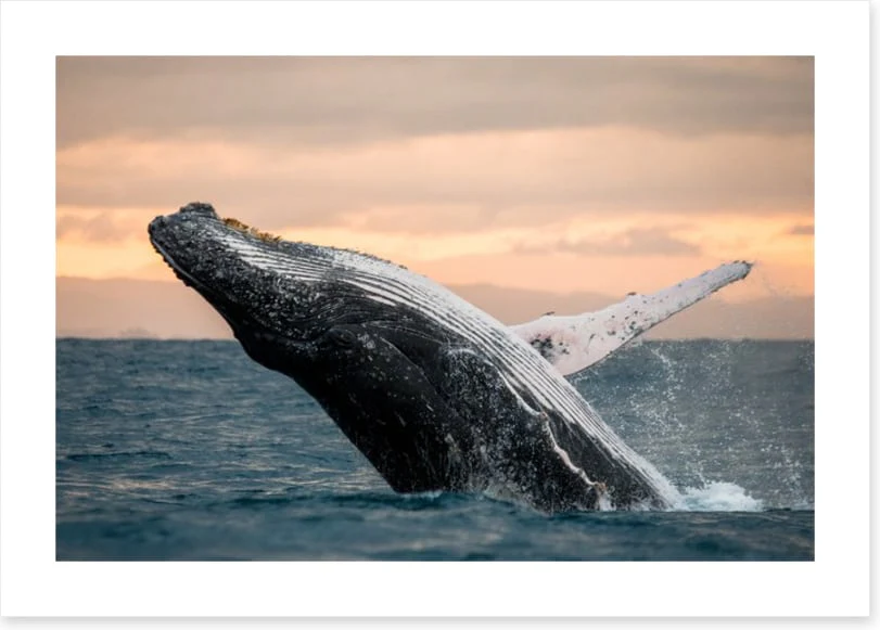 Whale out of water - Image 2
