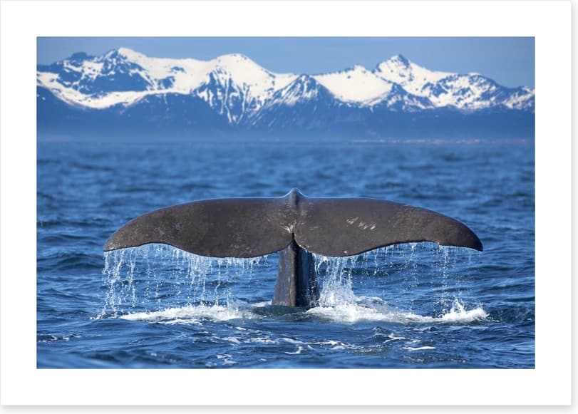 Whale tail wave - Image 2