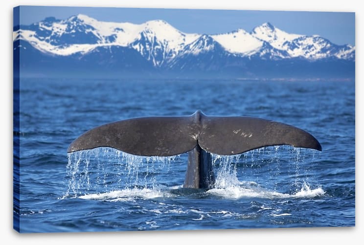 Whale tail wave - Image 2