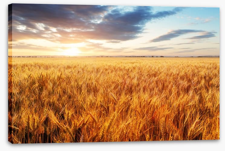 Wheat season - Image 2