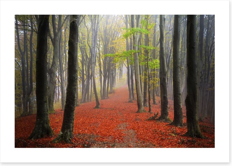 Where the leaves lead - Image 2
