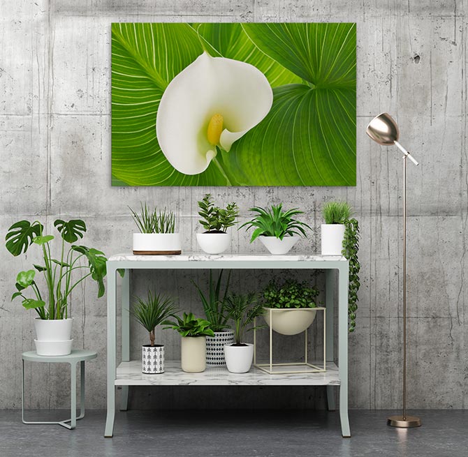 White calla lily - Image 3