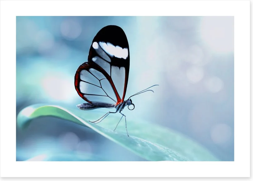 White stripe wings - Image 2