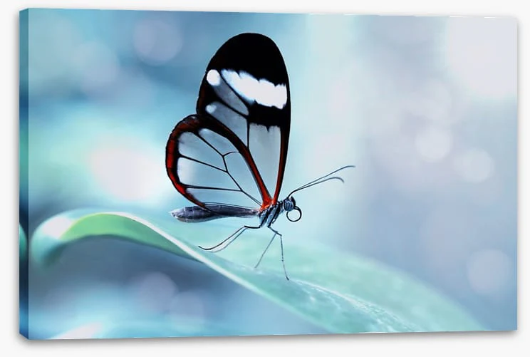 White stripe wings - Image 2