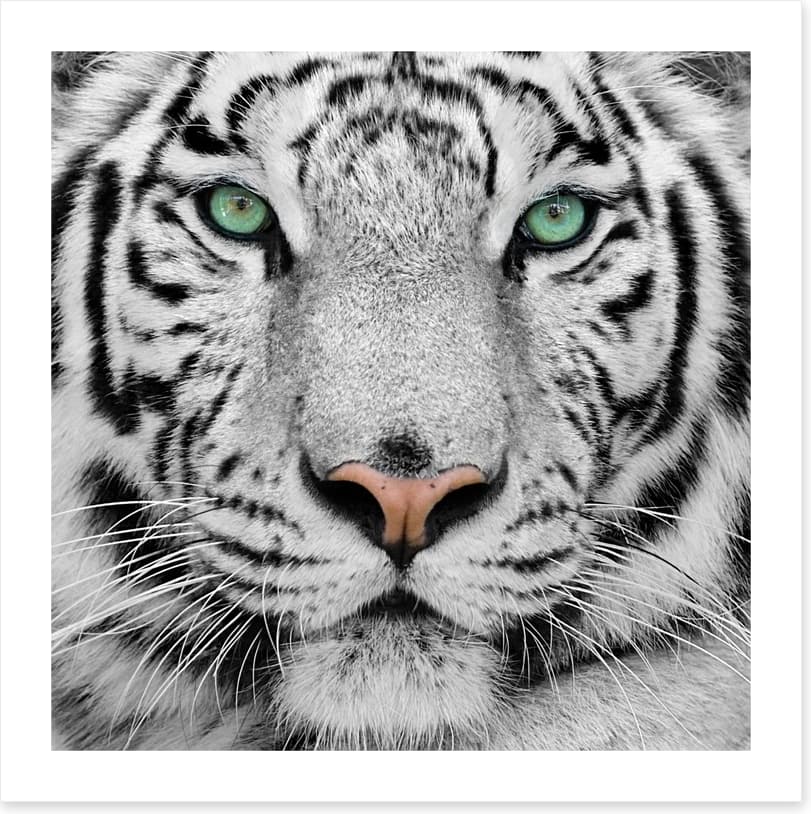 White tiger - Image 2