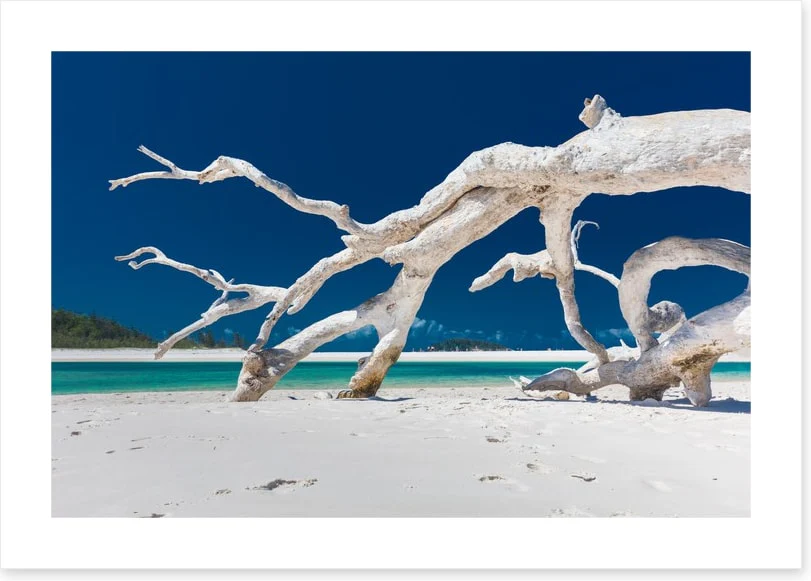 Whitehaven driftwood - Image 2