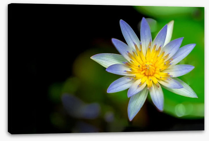 Wilderlily - Image 2