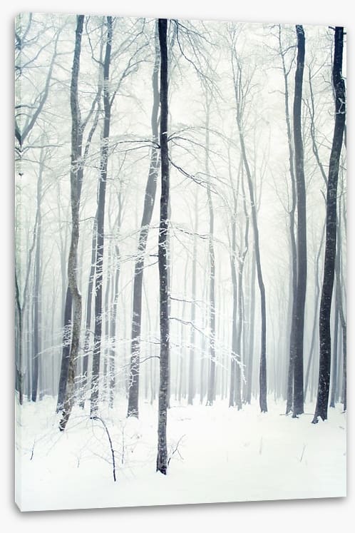 Winter forest - Image 2