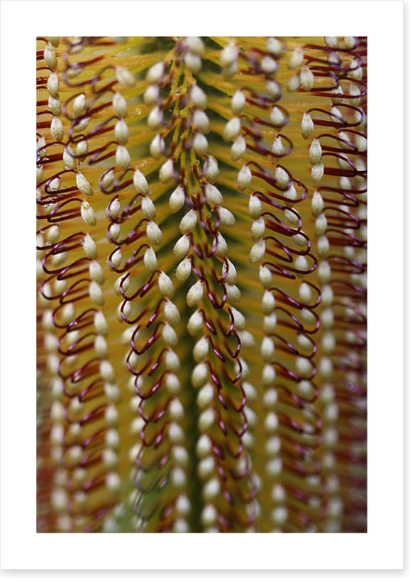 Yellow banksia - Image 2