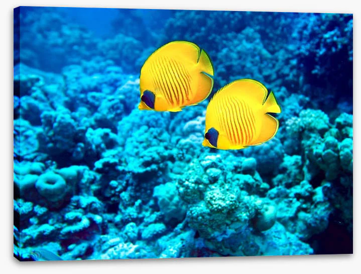 Yellow coral fish - Image 2