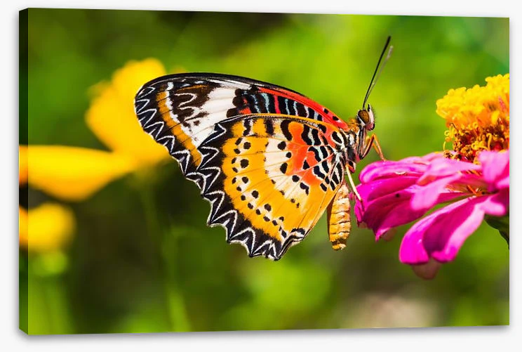 Yellow lacewing - Image 2