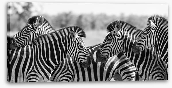 Zebra herd panoramic - Image 2