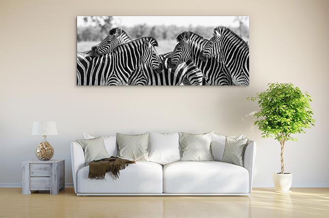 Zebra herd panoramic - Image 3