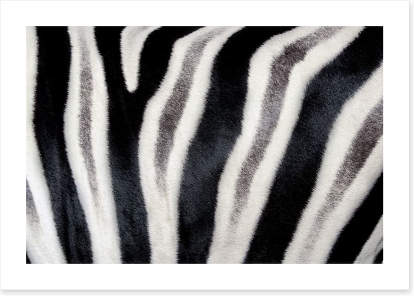 Zebra stripes - Image 2