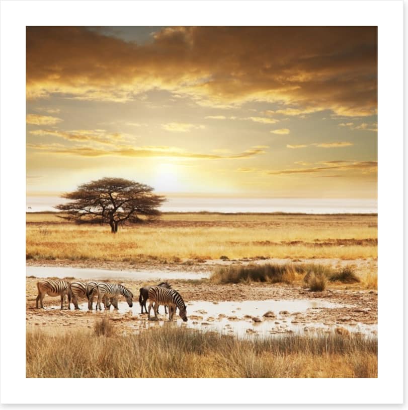 Zebras at the waterhole - Image 2